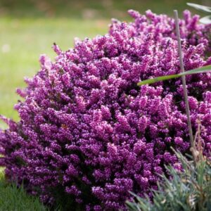 Erica Invernale "Calluna Vulgaris"