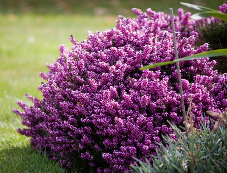 Erica Invernale "Calluna Vulgaris"