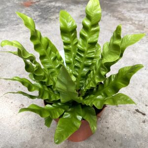 Felce Asplenium Nidus Crispy Wave + Concime liquido compo