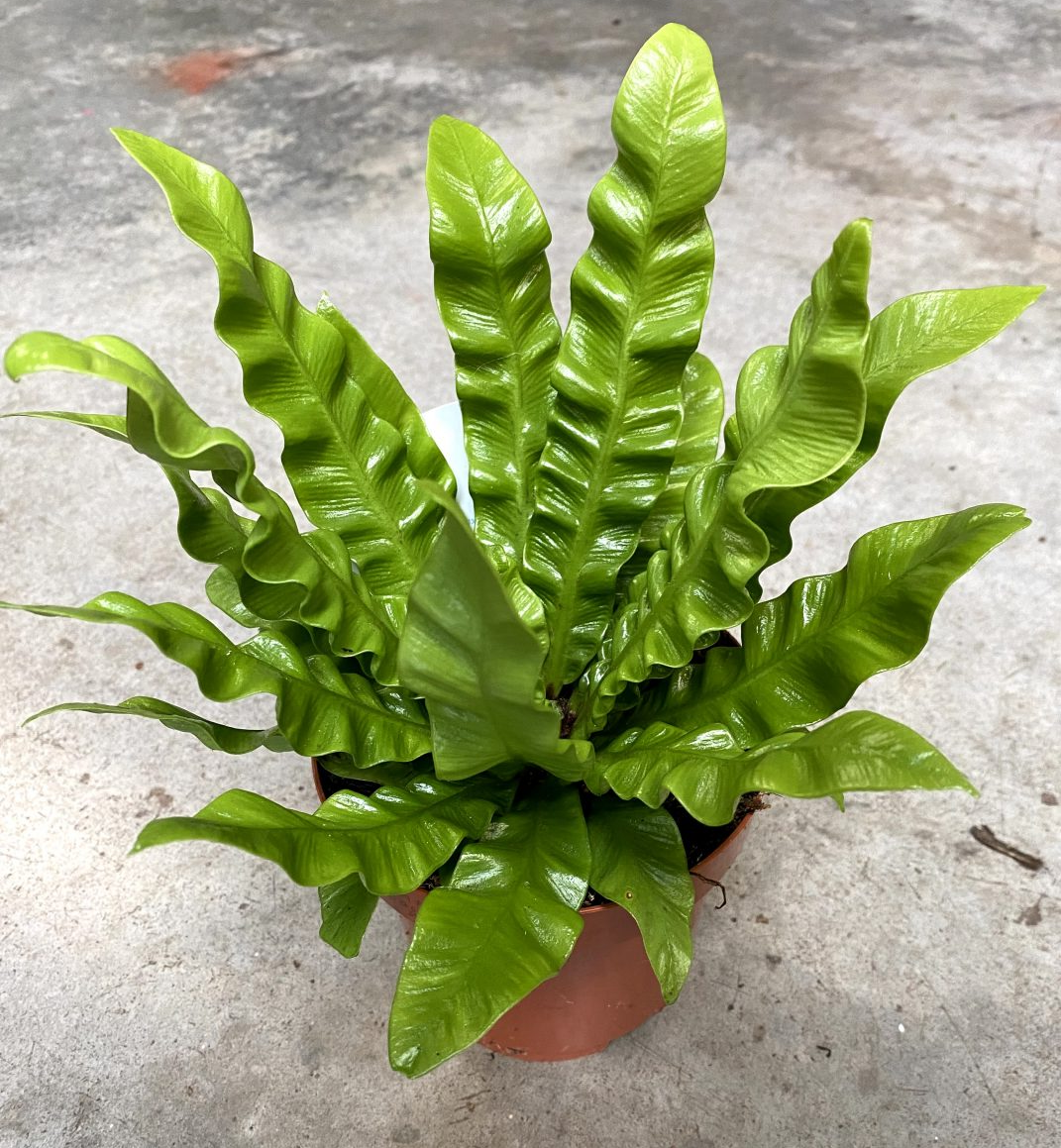 Felce Asplenium Nidus Crispy Wave + Concime liquido compo