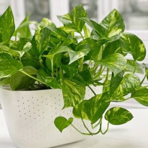 Pothos