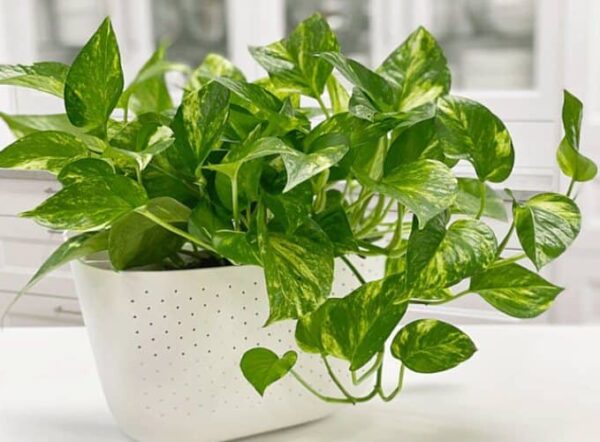 Pothos