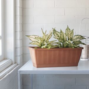 Cassetta Kezar Greener