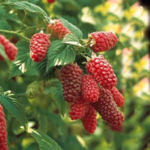 Lampone "Rubus Fruticosus x Idaeus"