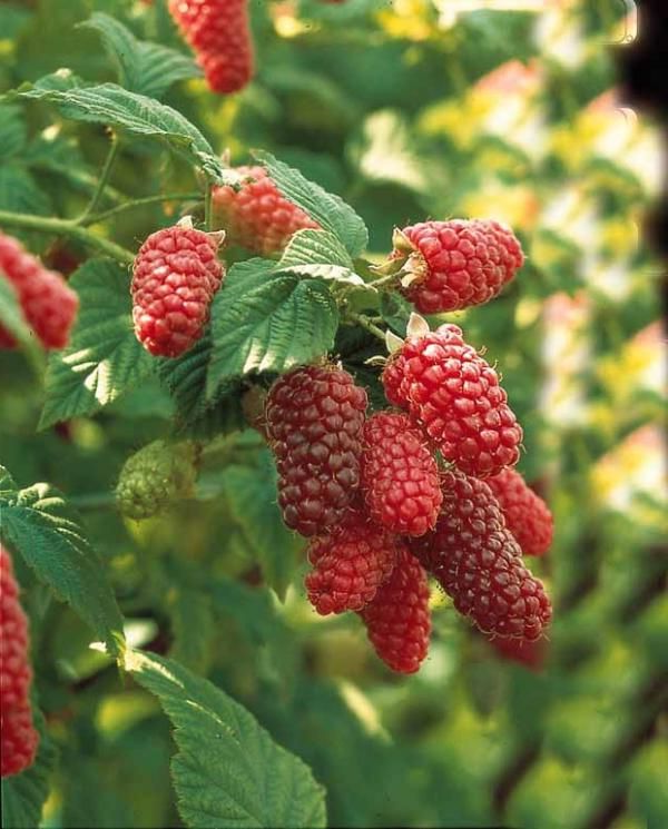 Lampone "Rubus Fruticosus x Idaeus"