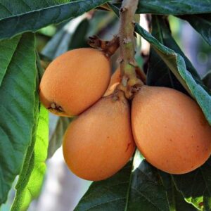 Nespolo del Giappone - "Eriobotrya japonica"