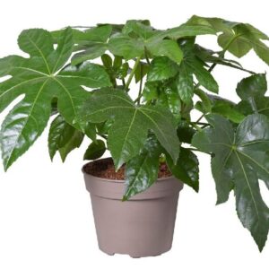 ARALIA GIAPPONESE + OMAGGIO concime liquido