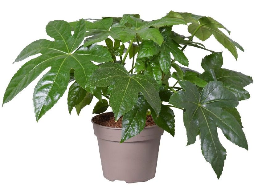 ARALIA GIAPPONESE + OMAGGIO concime liquido