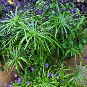 FALSO PAPIRO "Cyperus alternifolius"