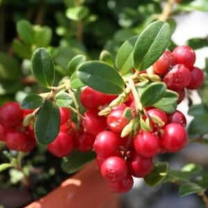 Mirtillo rosso "Vaccinium vitis-idaea"