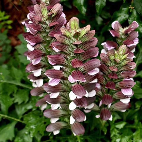 Acanto comune (Acanthus mollis)