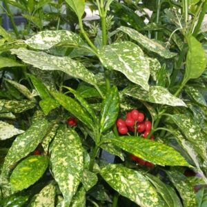 Aucuba Japonica Variegata