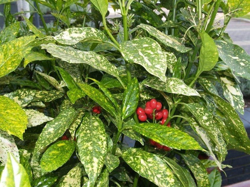 Aucuba Japonica Variegata