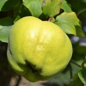 Cotogno (Cydonia oblonga) Melo e Pero