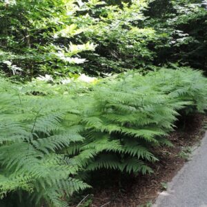 Felce aquilina (Pteridium aquilinum)