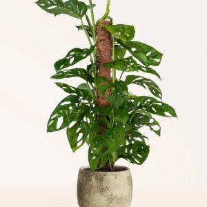 Monstera Adansonii Monkey Leaf