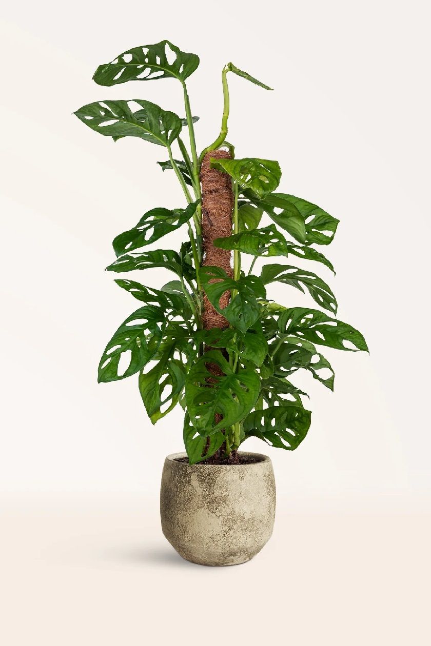 Monstera Adansonii Monkey Leaf