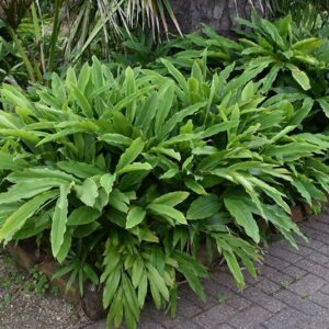 Cardamomo "Elettaria cardamomum"