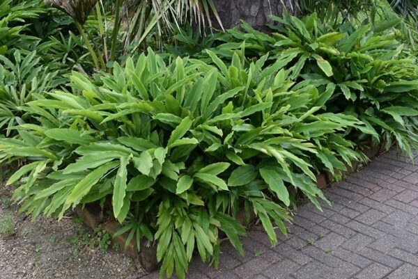 Cardamomo  "Elettaria cardamomum"
