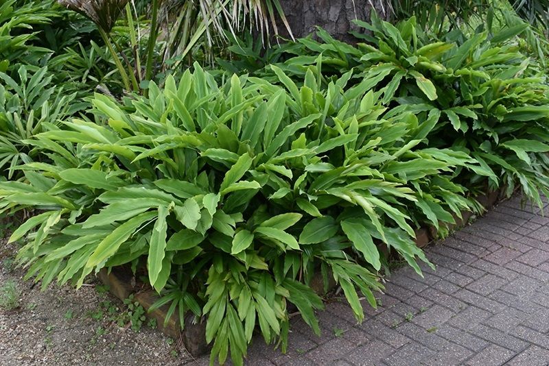 Cardamomo "Elettaria cardamomum"