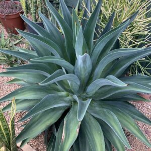 Agave desmettiana