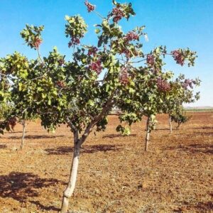Pistacchio "Pistacia Vera"