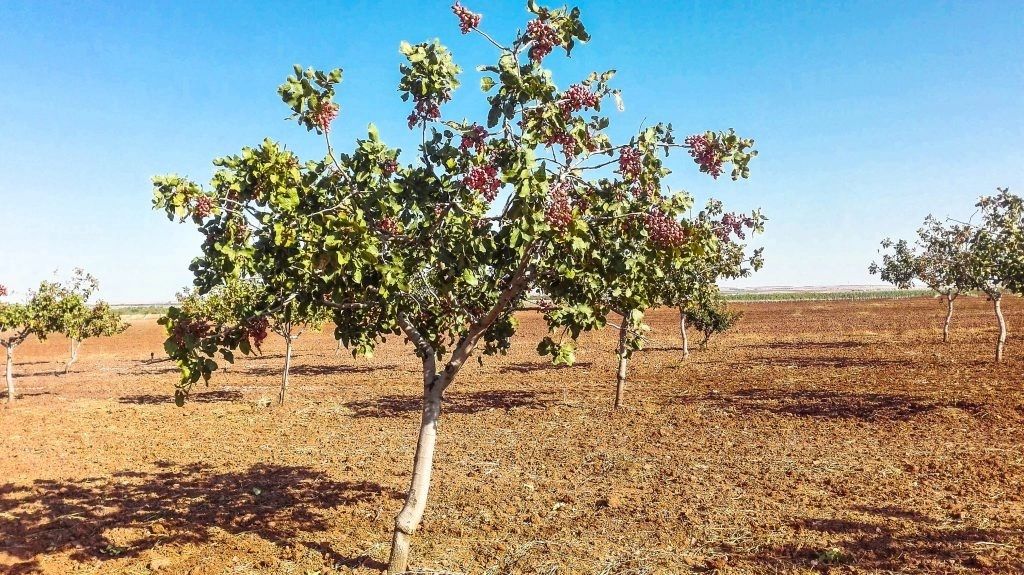 Pistacchio "Pistacia Vera"