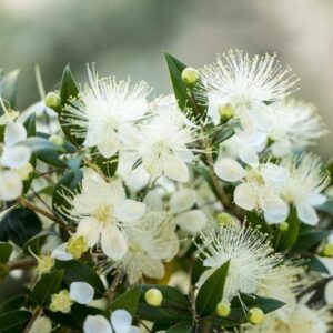 Mirto - "Myrtus communis"