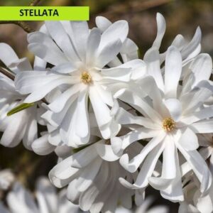 Magnolia "Soulangeana-porpurea-stellata"