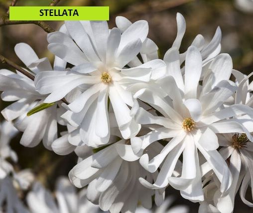 Magnolia "Soulangeana-porpurea-stellata"
