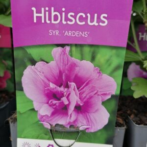 Ibisco syriacus "Hibiscus"