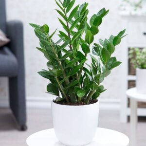 Zamioculcas zamiifolia "Pianta di Padre Pio"