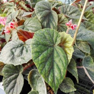 Begonia Scharfii (Begonia haageana)