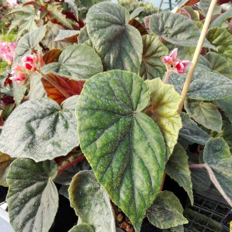 Begonia Scharfii (Begonia haageana)