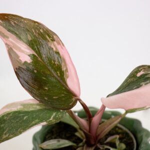 Philodendron - Pink Princess + OMAGGIO concime liquido