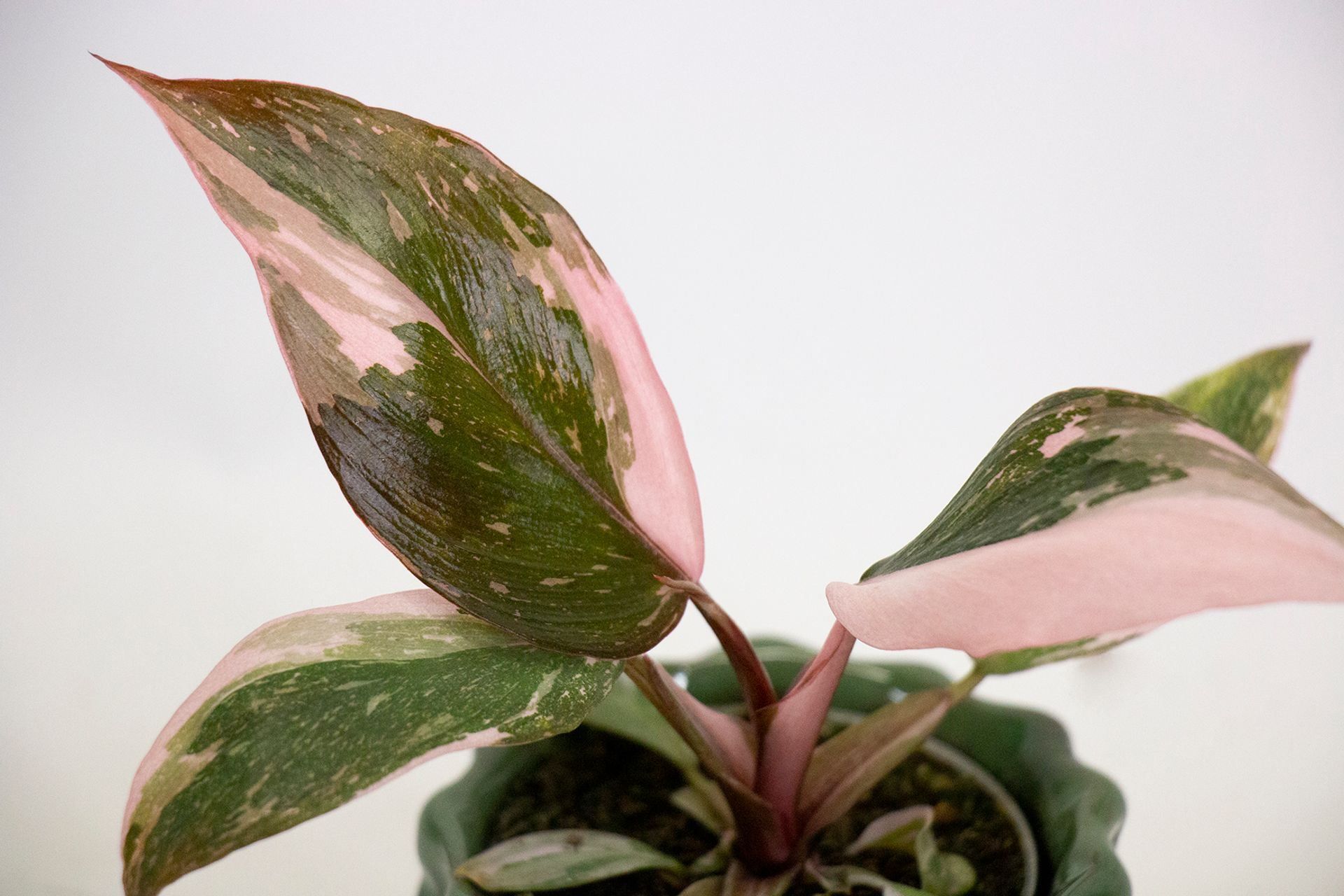 Philodendron - Pink Princess + OMAGGIO concime liquido