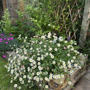 Erigeron karvinskianus