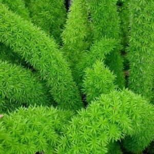 Asparagus Densiflorus "Meyersii" - Coda di volpe