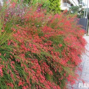 Russelia equisetiformis