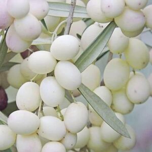 Olivo Bianco Leucocarpa