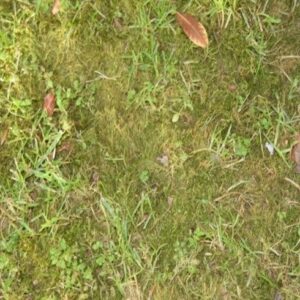 Solfato Ferroso - azione antimuschio