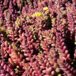Sedum sthalii