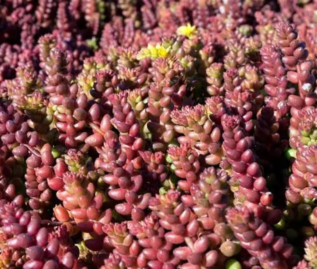 Sedum sthalii