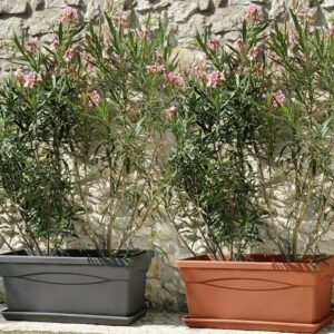 Cassettone DAY R cotto