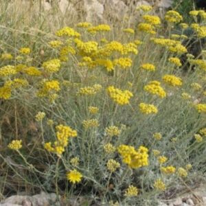 Elicriso "Helichrysum italicum"