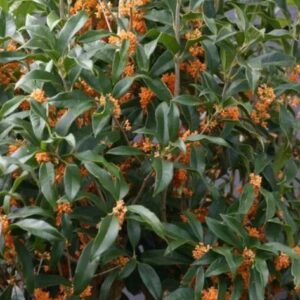 Osmanthus Fragrans - "Osmanto odoroso"