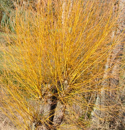 Salix viminalis - "salice vimini"