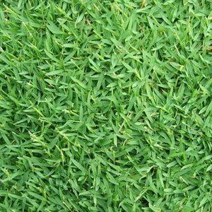 Gramignone - Cynodon dactylon semi