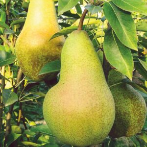 Pero Abate Fetel "Pyrus Communis"