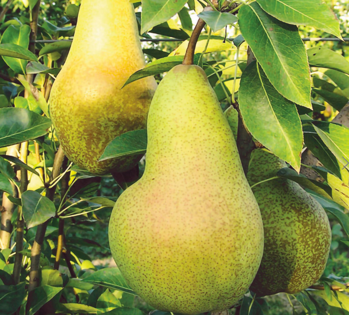 Pero Abate Fetel "Pyrus Communis"